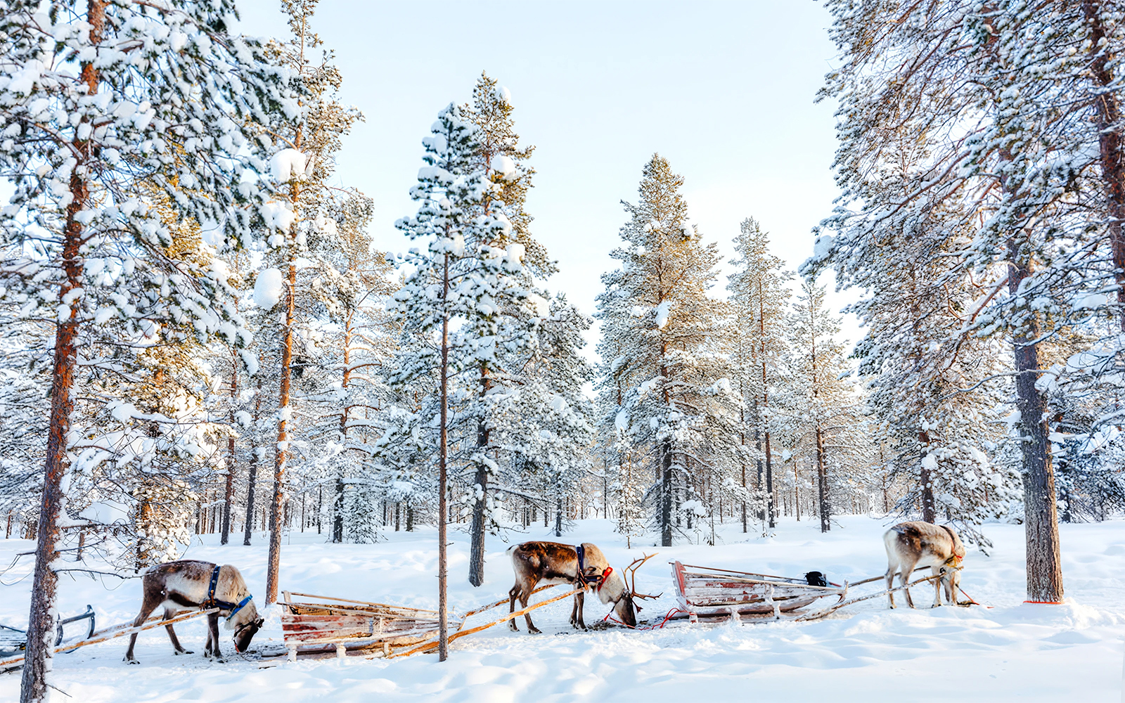 Reindeer pulling sleds through snowy forest in Rovaniemi.