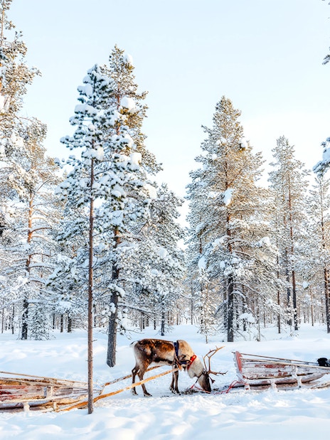 Reindeer pulling sleds through snowy forest in Rovaniemi.