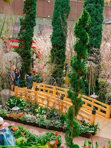 Gardens by the Bay Sakura event with visitors on a wooden bridge surrounded by cherry blossoms.