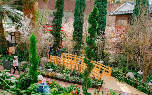 Gardens by the Bay Sakura event with visitors on a wooden bridge surrounded by cherry blossoms.