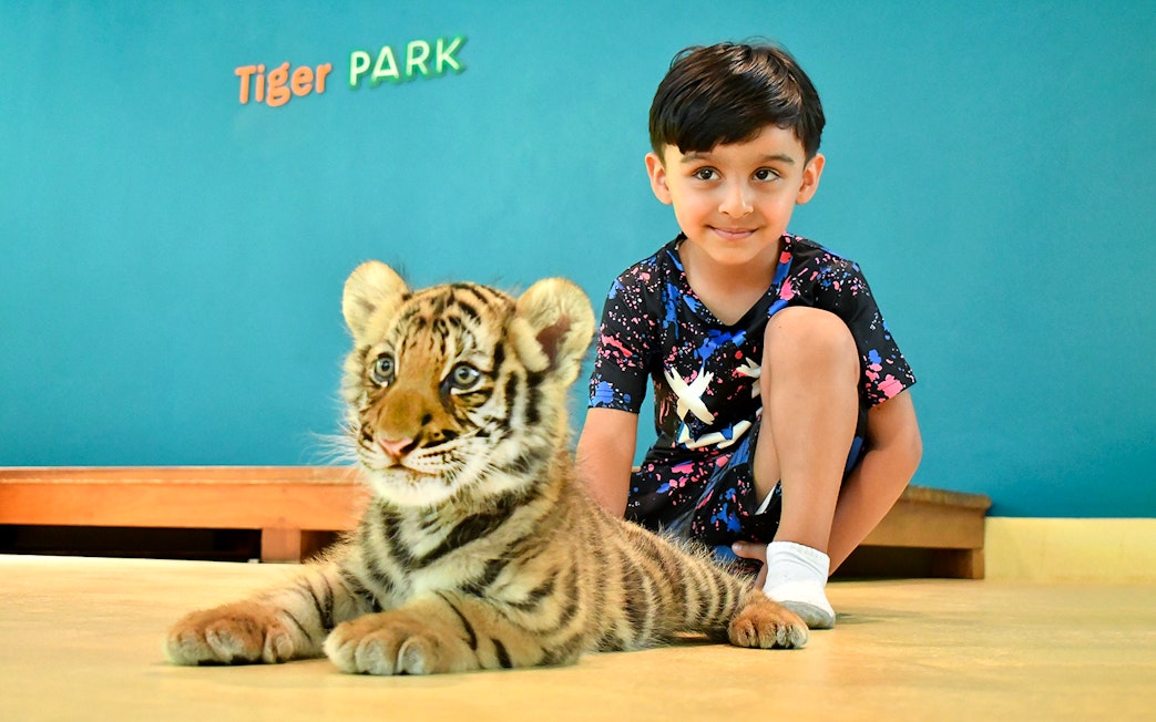 Child interacting with a tiger cub at Tiger Park.