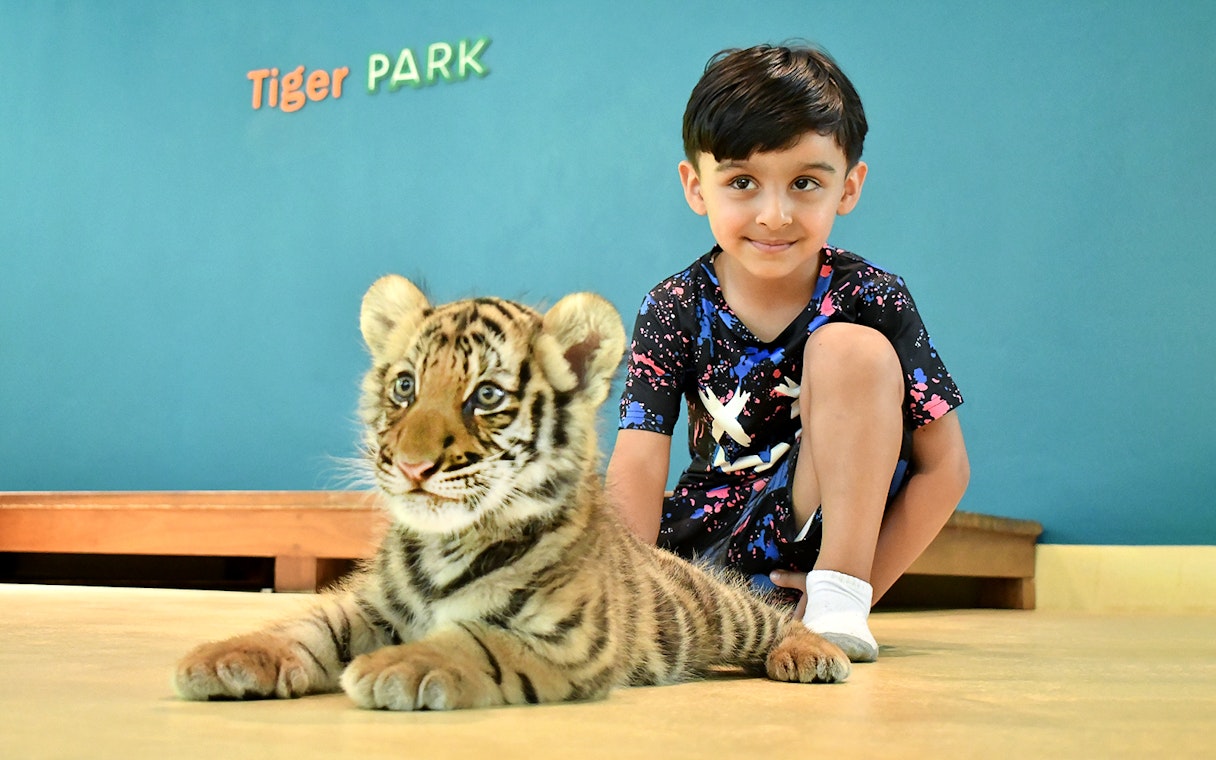 Child interacting with a tiger cub at Tiger Park.