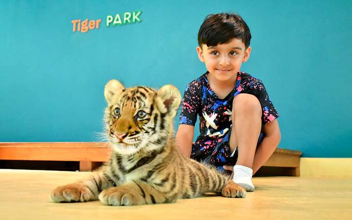 Child interacting with a tiger cub at Tiger Park.