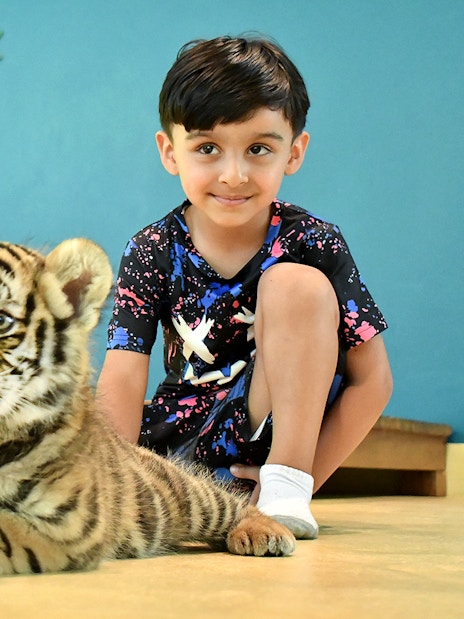 Child interacting with a tiger cub at Tiger Park.
