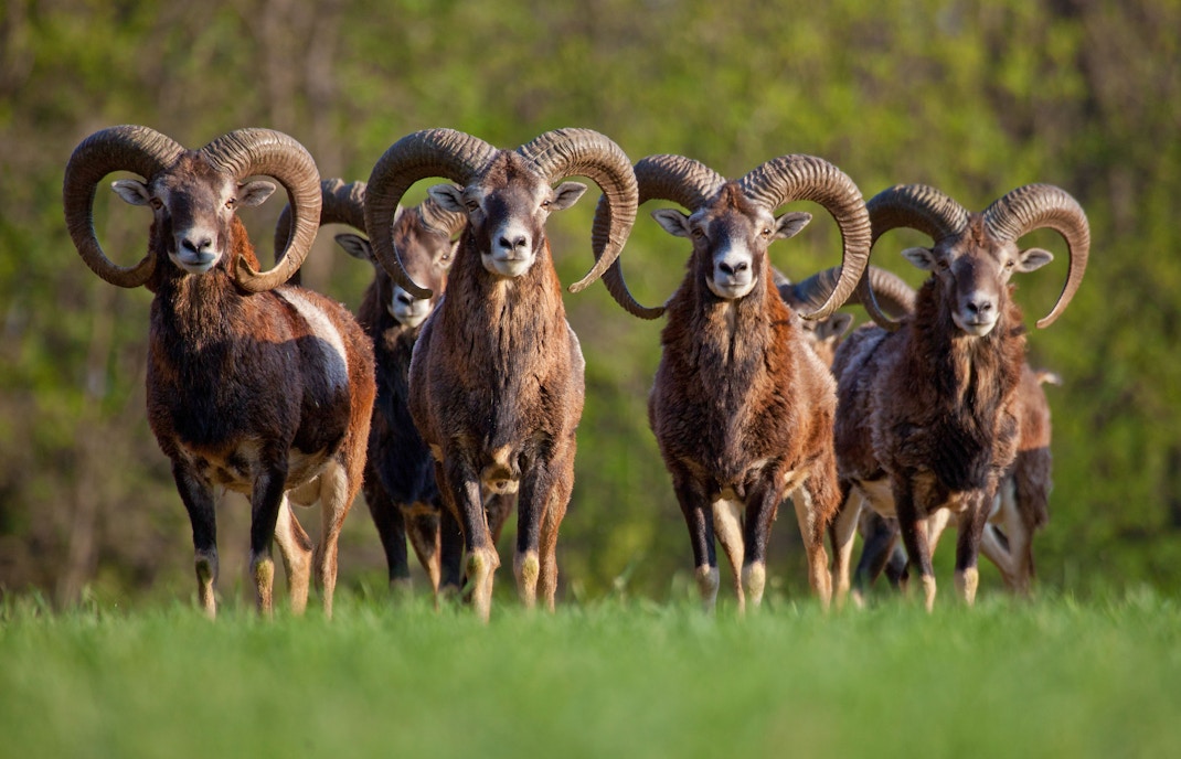 Moufflons at Mount Rigi Nature Reserve