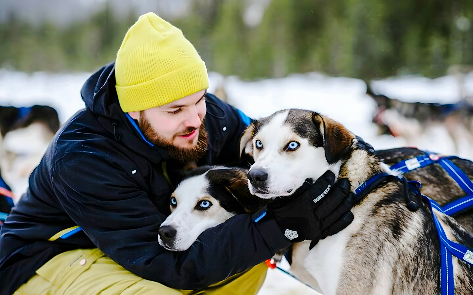 Man with huskies at Santa Claus Village, Finland.