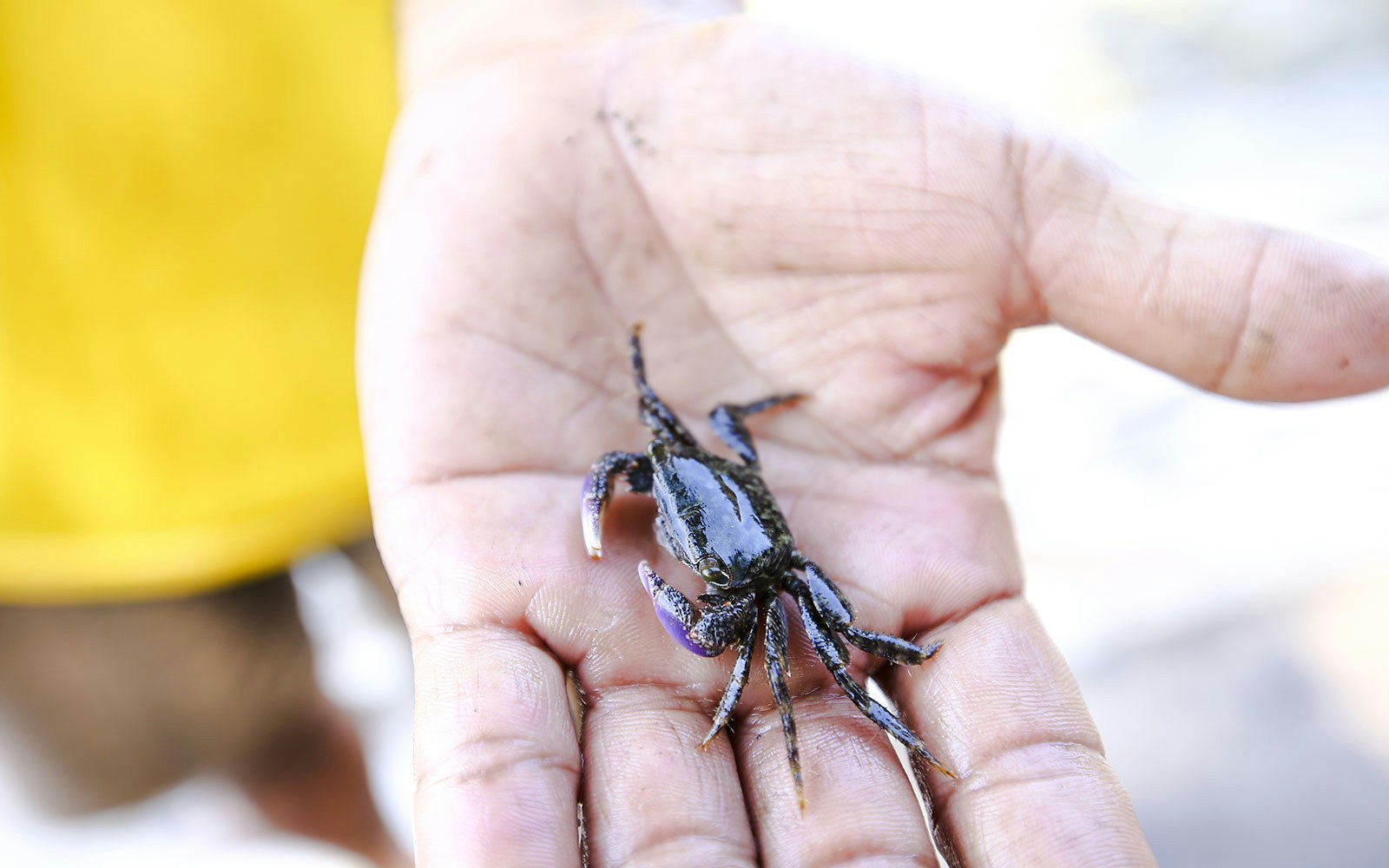 Hand holding a small crab during a crab fishing tour in Hoi An.