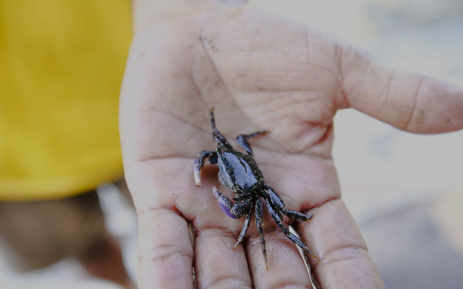 Hand holding a small crab during a crab fishing tour in Hoi An.