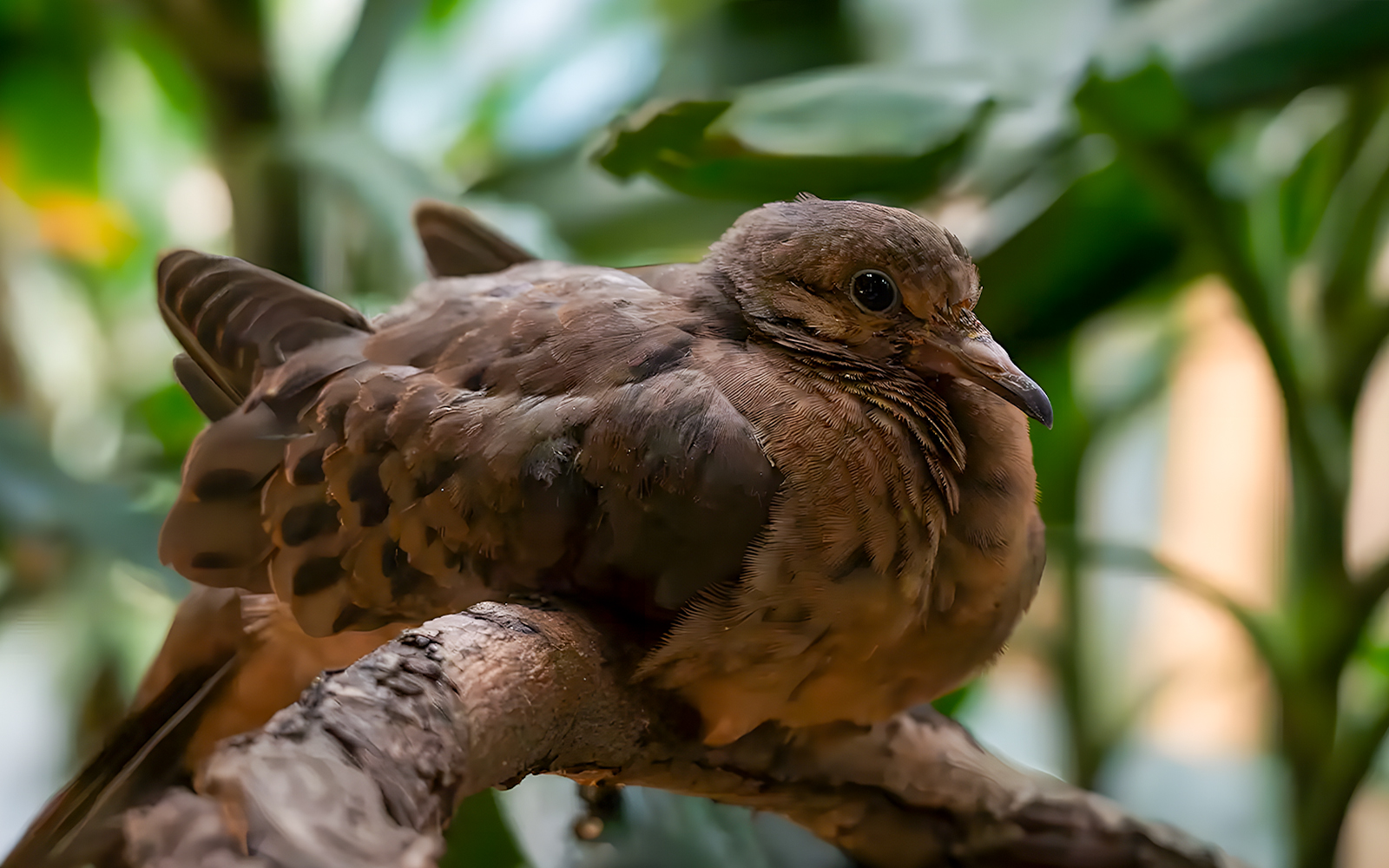 Bird sitting on the branch resting in a rainforest