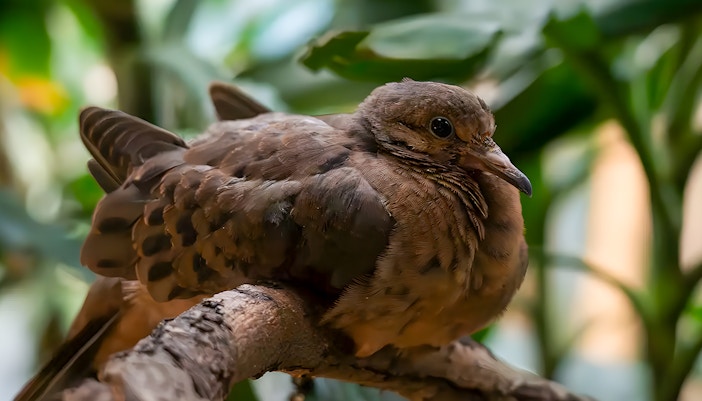 Bird sitting on the branch resting in a rainforest