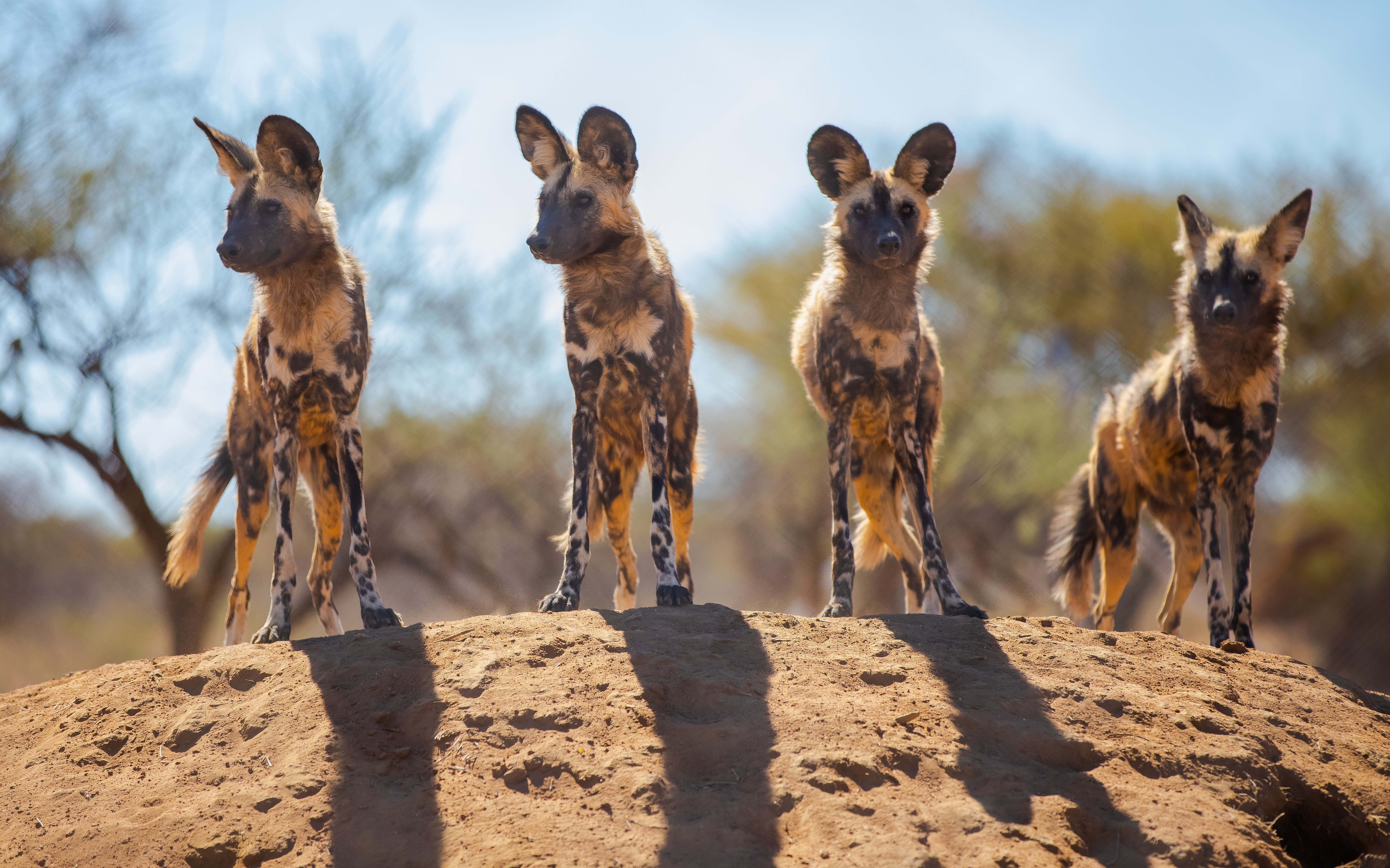 Four African wild dogs standing on a sandy mound in a savanna landscape.