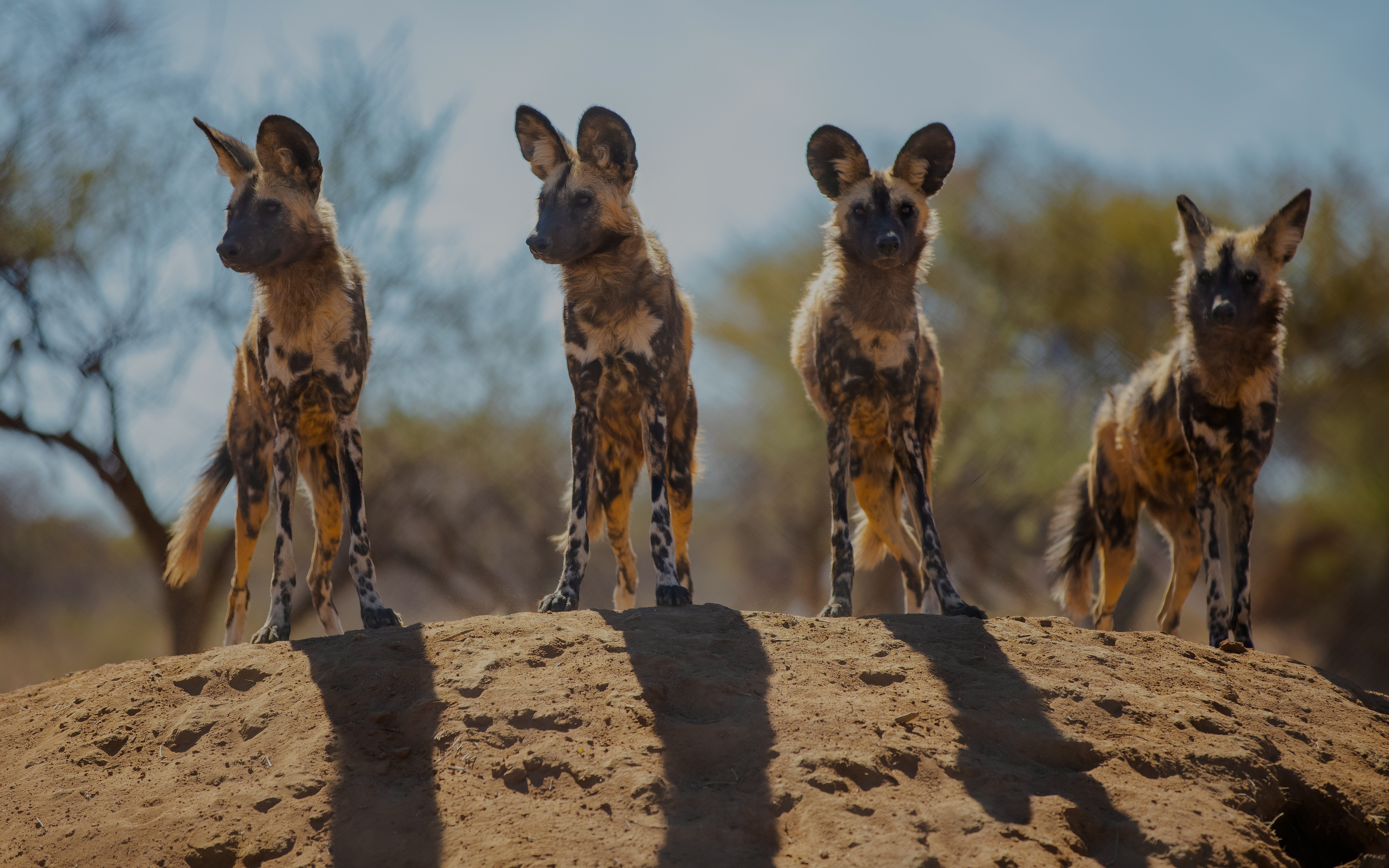 Four African wild dogs standing on a sandy mound in a savanna landscape.