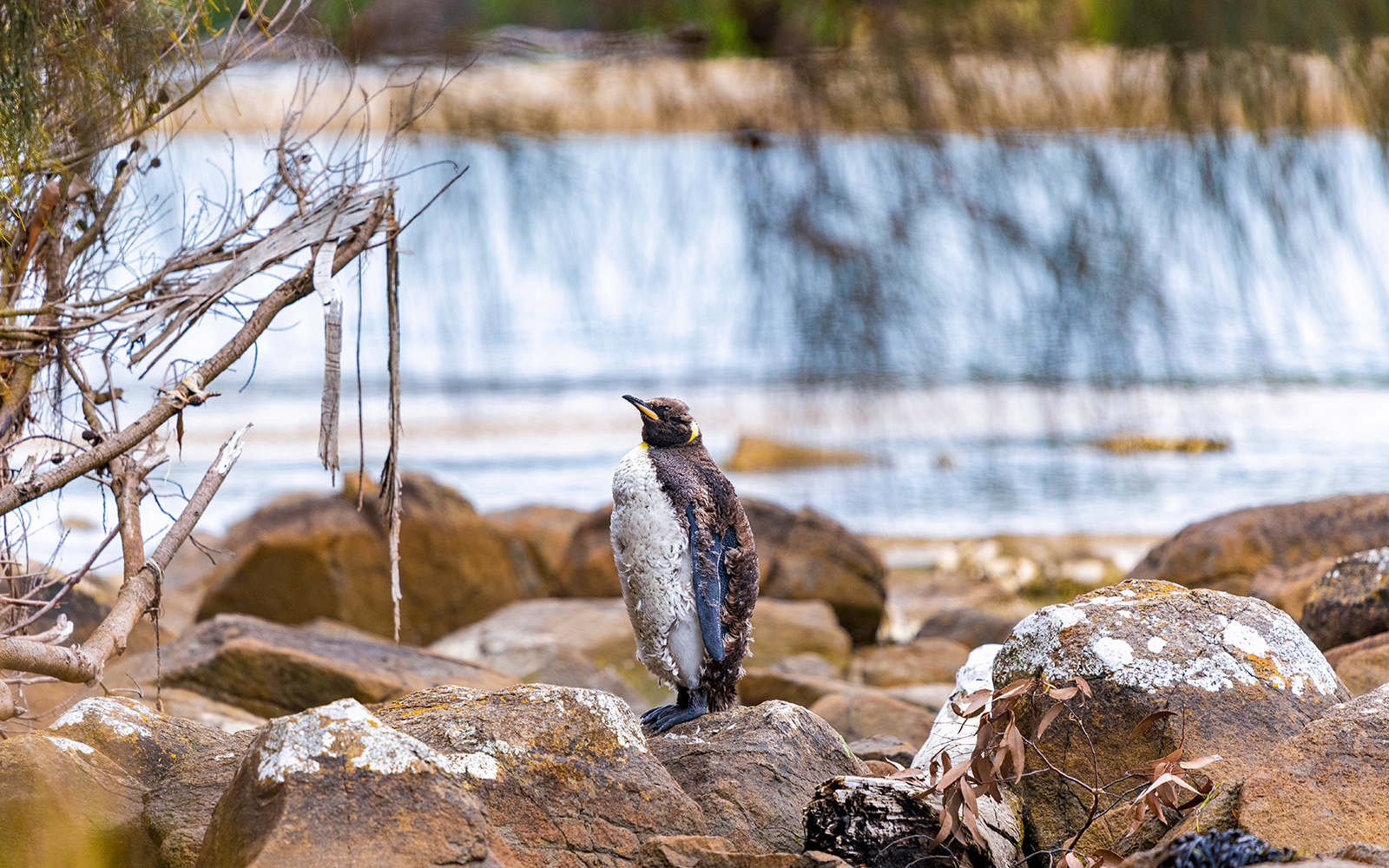 Spot penguin rookery 