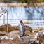 Spot penguin rookery