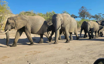 Elephants walking in a line on a dirt path near Victoria Falls.