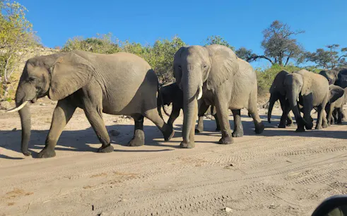 Elephants walking in a line on a dirt path near Victoria Falls.
