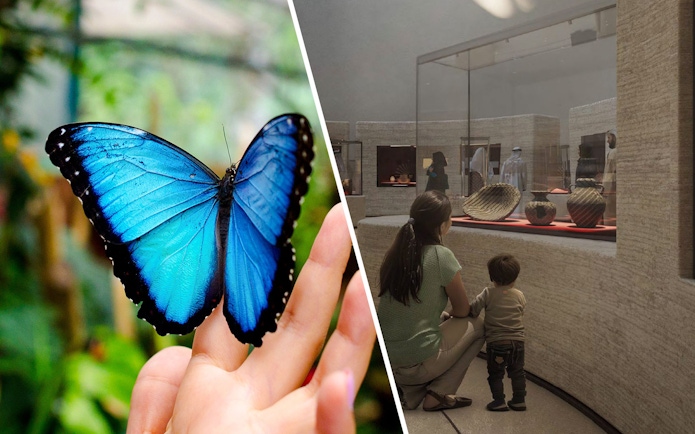 Blue butterfly resting on a hand at The Butterfly Garden.