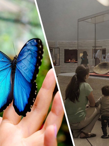 Blue butterfly resting on a hand at The Butterfly Garden.