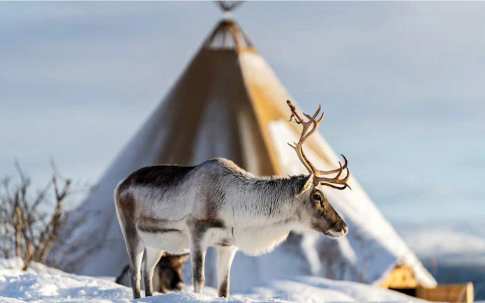 Reindeer standing in snow near a traditional Sami tent in Tromsø.