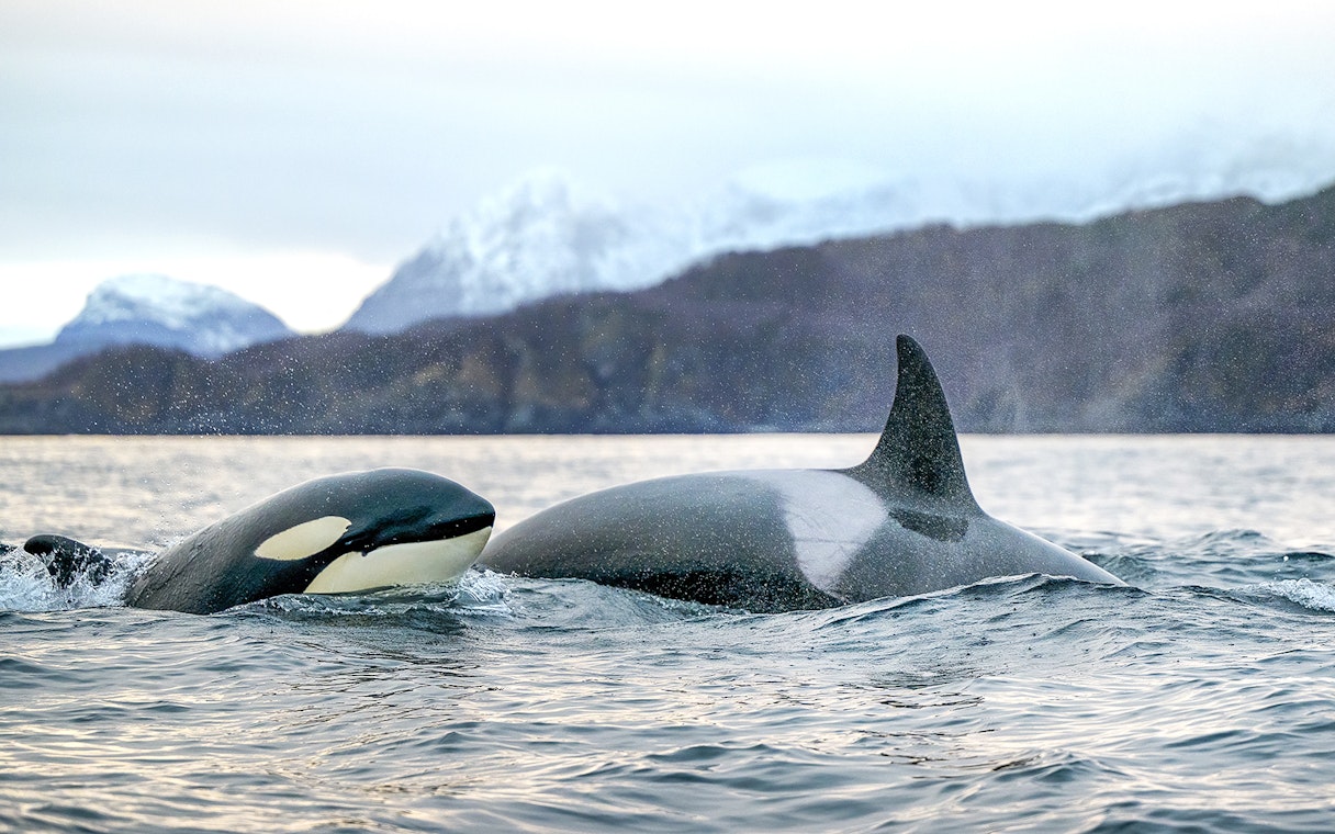 Orcas swimming near snowy mountains on a Tromso whale safari.