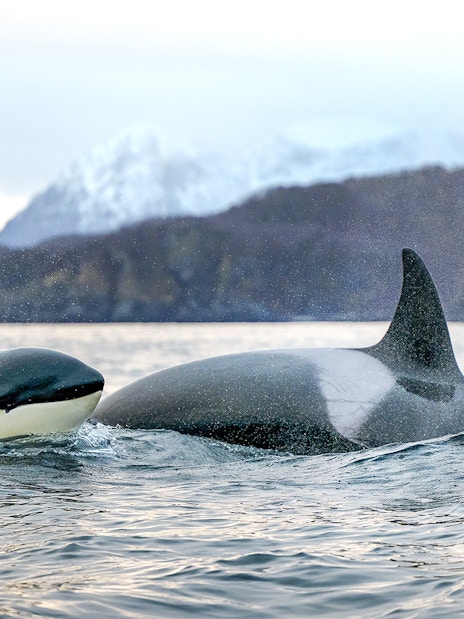 Orcas swimming near snowy mountains on a Tromso whale safari.