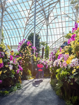 Visitor photographing vibrant orchids inside New York Botanical Gardens greenhouse.