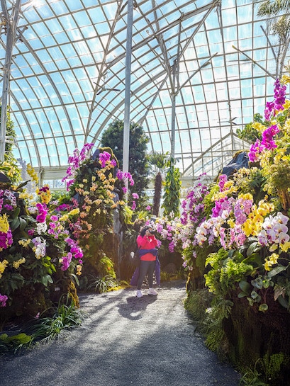 Visitor photographing vibrant orchids inside New York Botanical Gardens greenhouse.