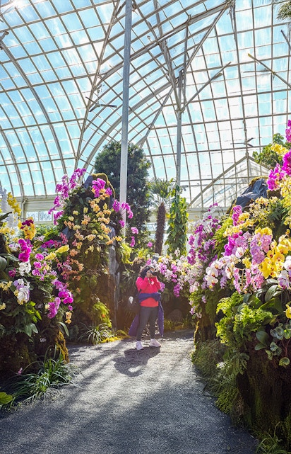 Visitor photographing vibrant orchids inside New York Botanical Gardens greenhouse.