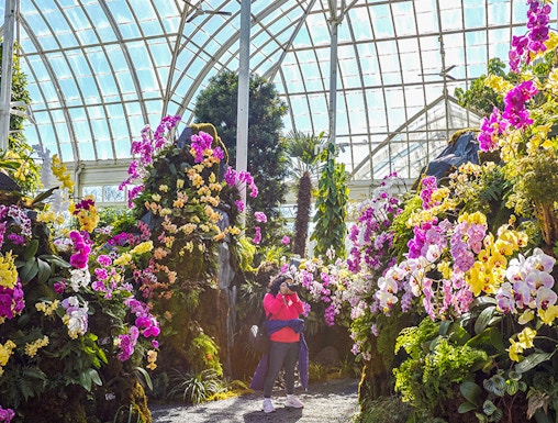 Visitor photographing vibrant orchids inside New York Botanical Gardens greenhouse.