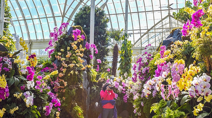 Visitor photographing vibrant orchids inside New York Botanical Gardens greenhouse.