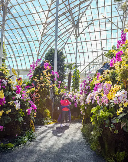 Visitor photographing vibrant orchids inside New York Botanical Gardens greenhouse.