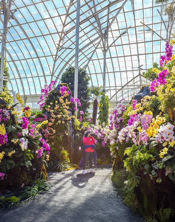Visitor photographing vibrant orchids inside New York Botanical Gardens greenhouse.