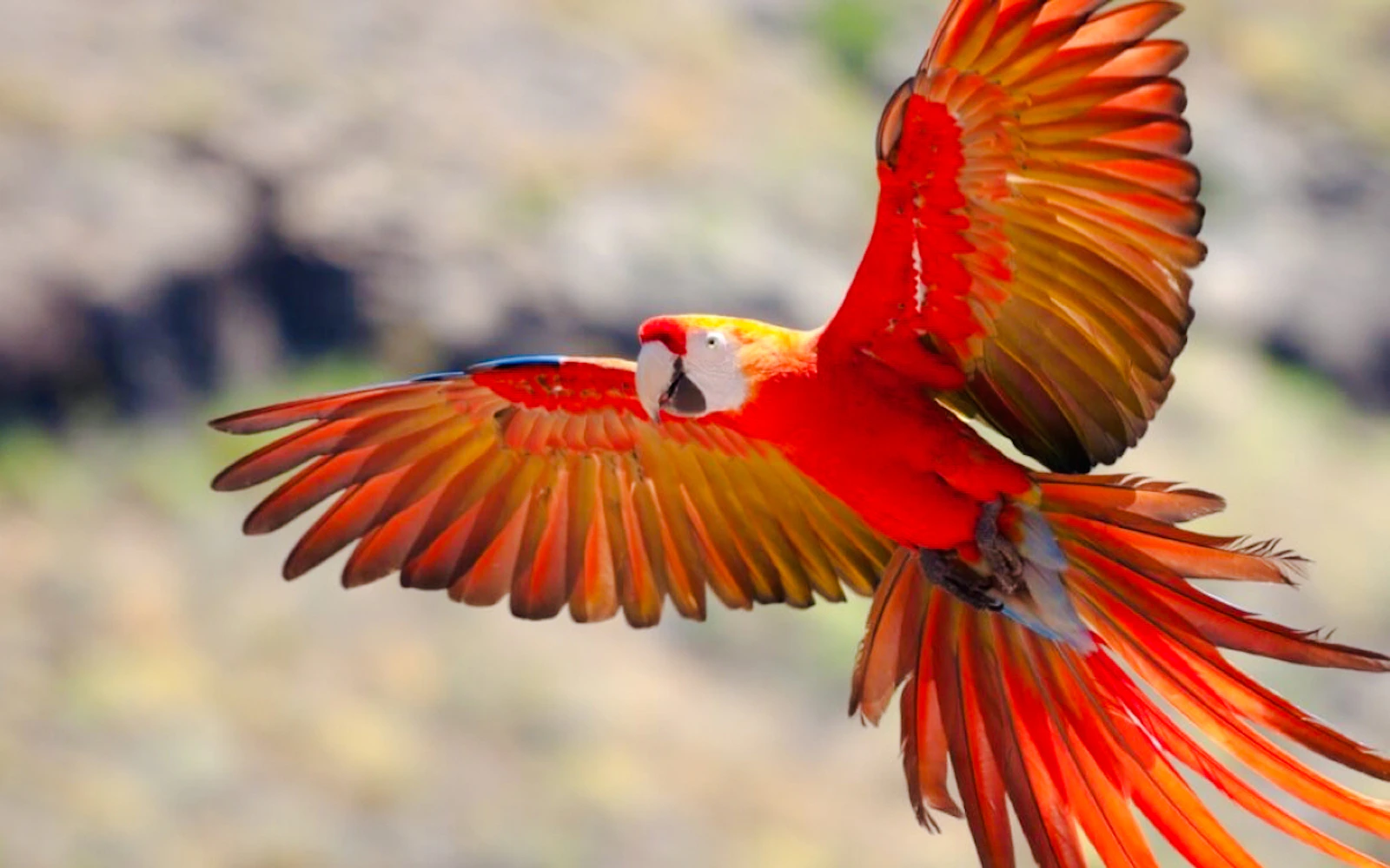 From Cusco: 4-Day Puerto Maldonado, Tambopata & Sandoval Lake Tour