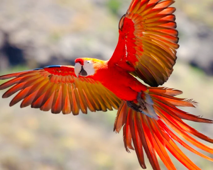 From Cusco: 4-Day Puerto Maldonado, Tambopata & Sandoval Lake Tour