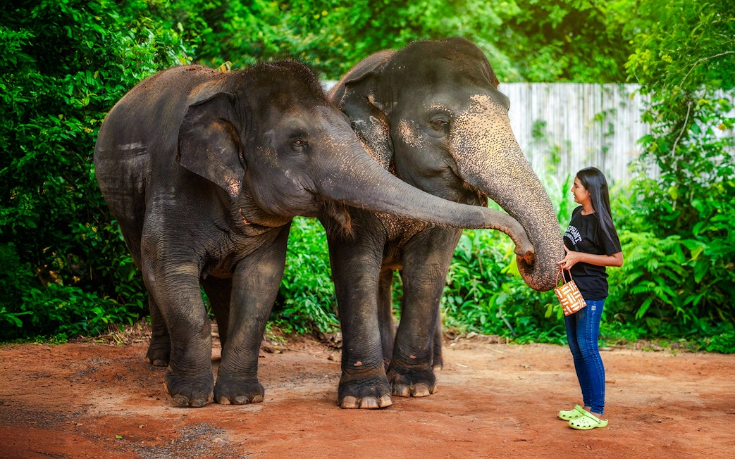 Woman feeding elephants at Elephant Jungle Sanctuary, Phuket, Thailand.