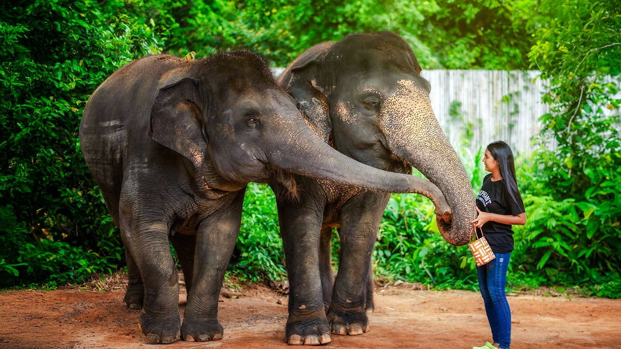 Woman feeding elephants at Elephant Jungle Sanctuary, Phuket, Thailand.