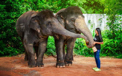 Woman feeding elephants at Elephant Jungle Sanctuary, Phuket, Thailand.