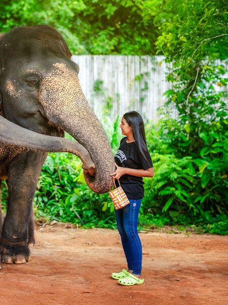 Woman feeding elephants at Elephant Jungle Sanctuary, Phuket, Thailand.