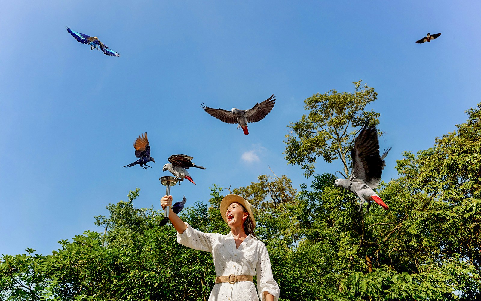 Lady feeding parrots at Bird Paradise, Singapore with trees in the background.