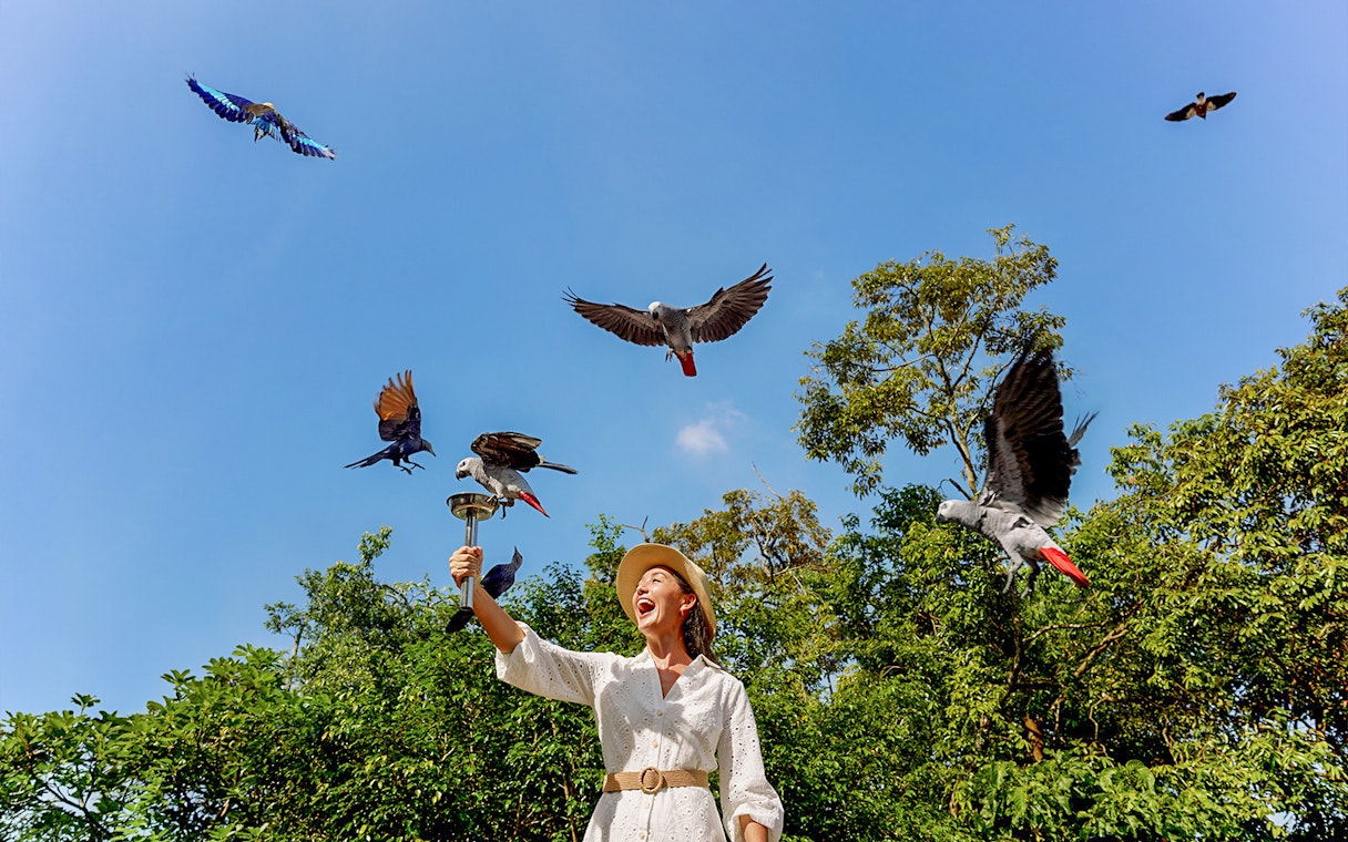 Lady feeding parrots at Bird Paradise, Singapore with trees in the background.
