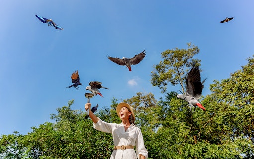 Lady feeding parrots at Bird Paradise, Singapore with trees in the background.
