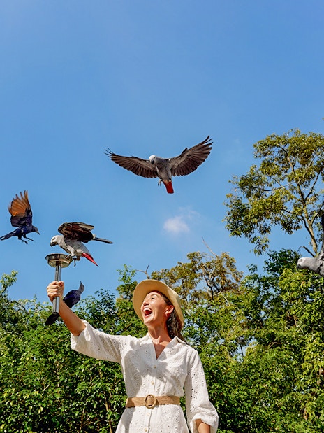 Lady feeding parrots at Bird Paradise, Singapore with trees in the background.