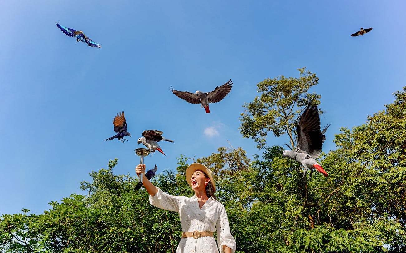 Lady feeding parrots at Bird Paradise, Singapore with trees in the background.