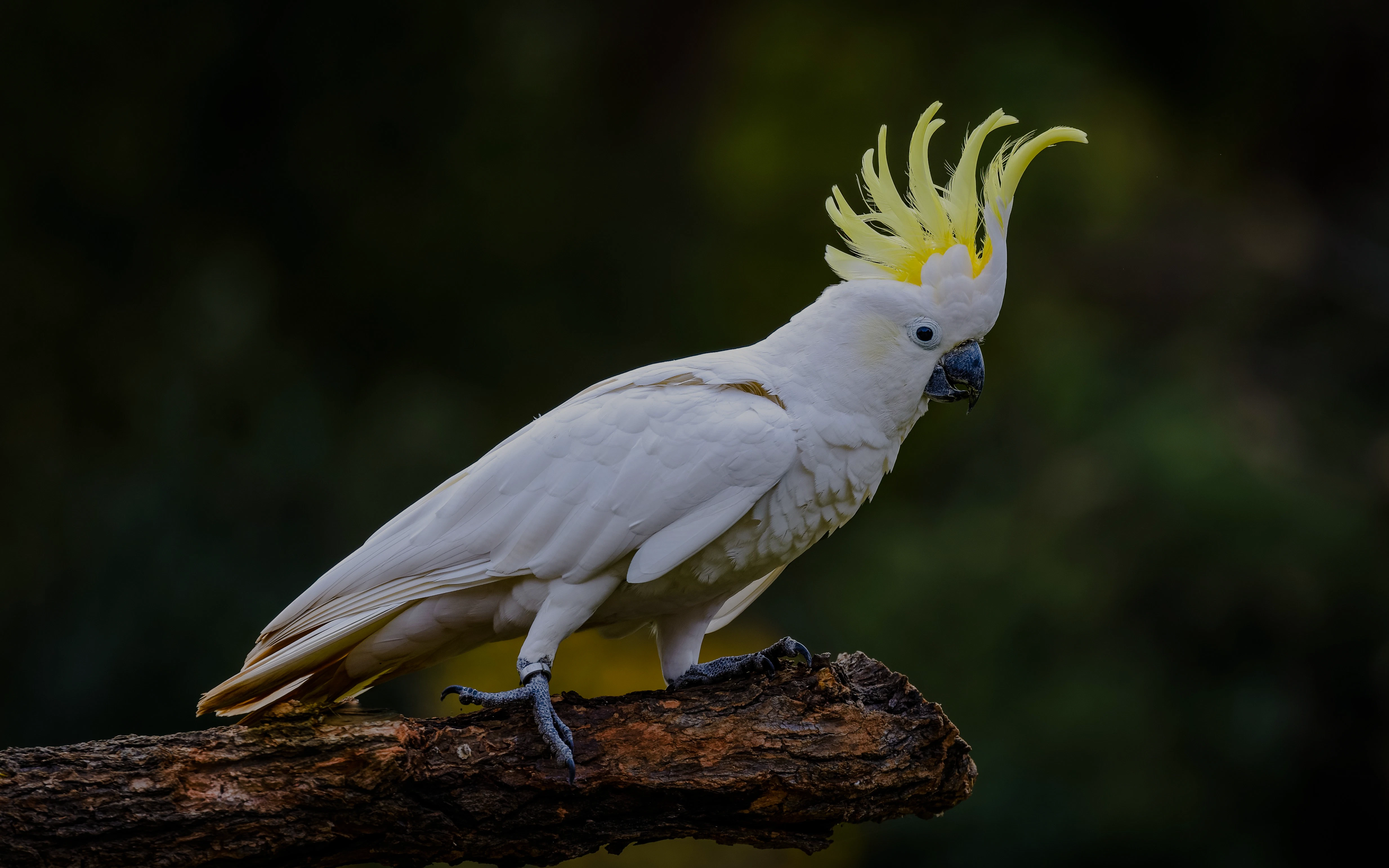 Birdwatching