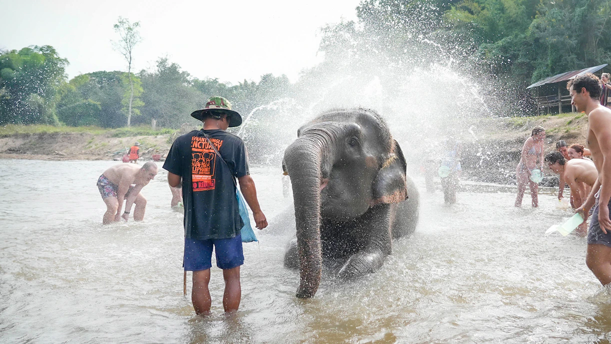 Visitors bathing an elephant at Elephant Jungle Sanctuary, Chiang Mai.