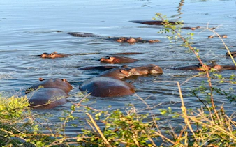 2-day nyerere national park safari from zanzibar with flights & boat safari-6