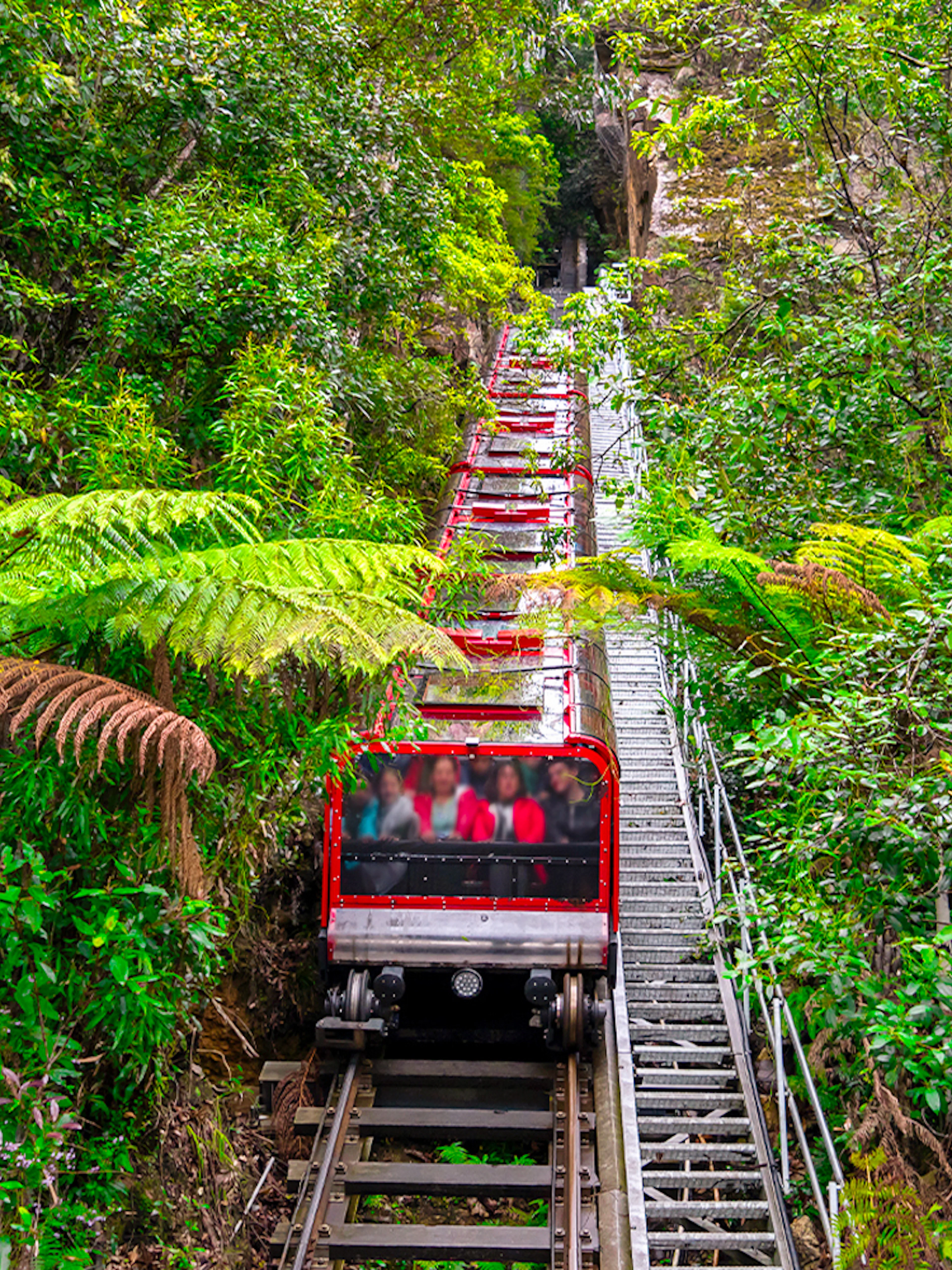 Railway ride through lush forest in Blue Mountains, Sydney.