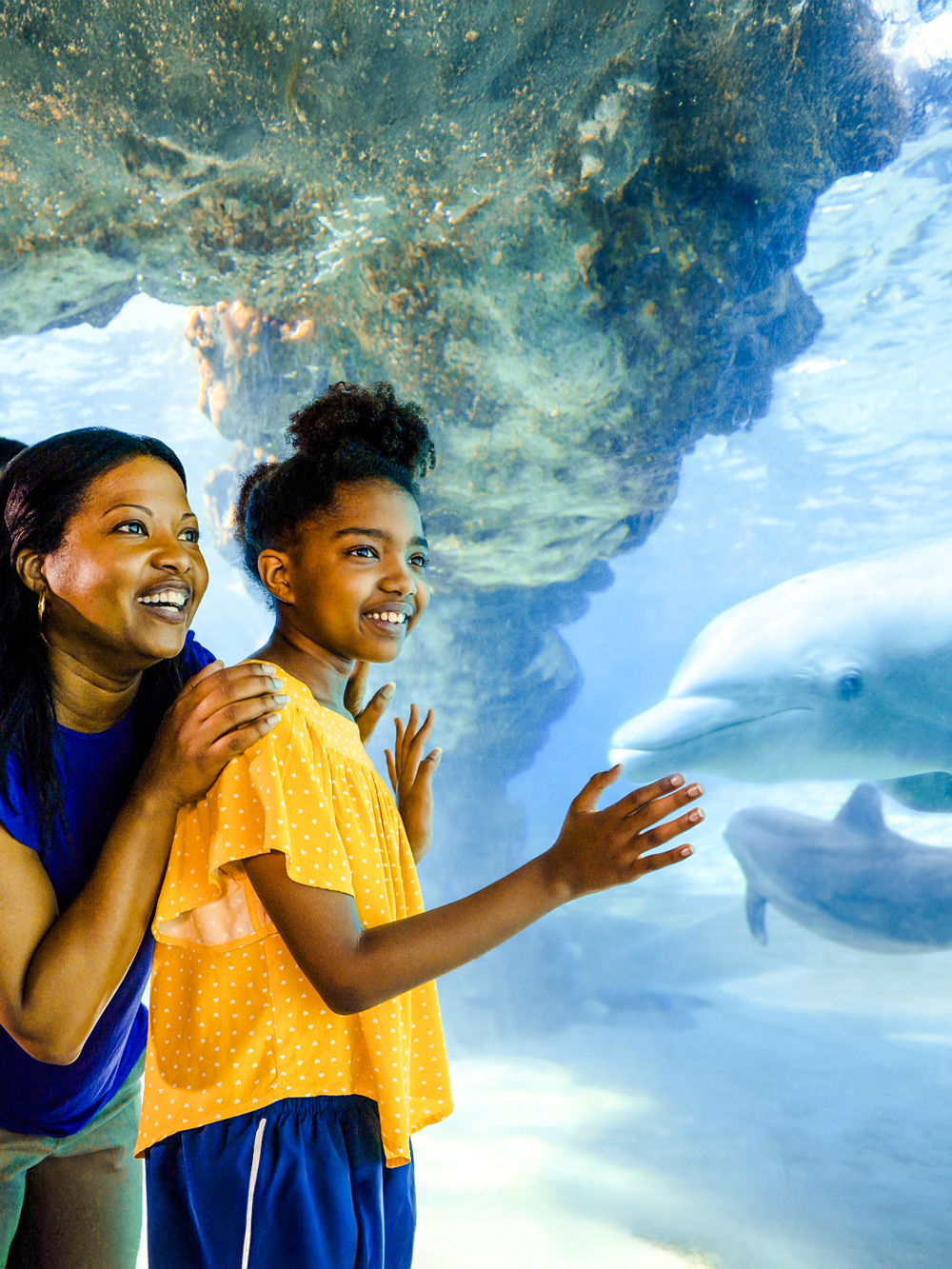 Guests observing dolphins at SeaWorld Orlando.