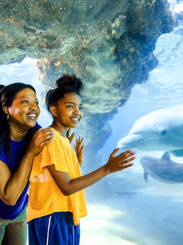 Guests observing dolphins at SeaWorld Orlando.