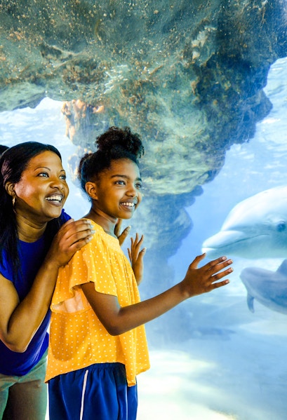 Guests observing dolphins at SeaWorld Orlando.